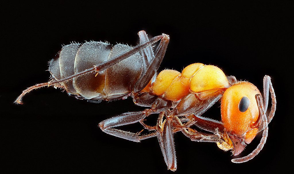Ant Control service in Roswell, GA