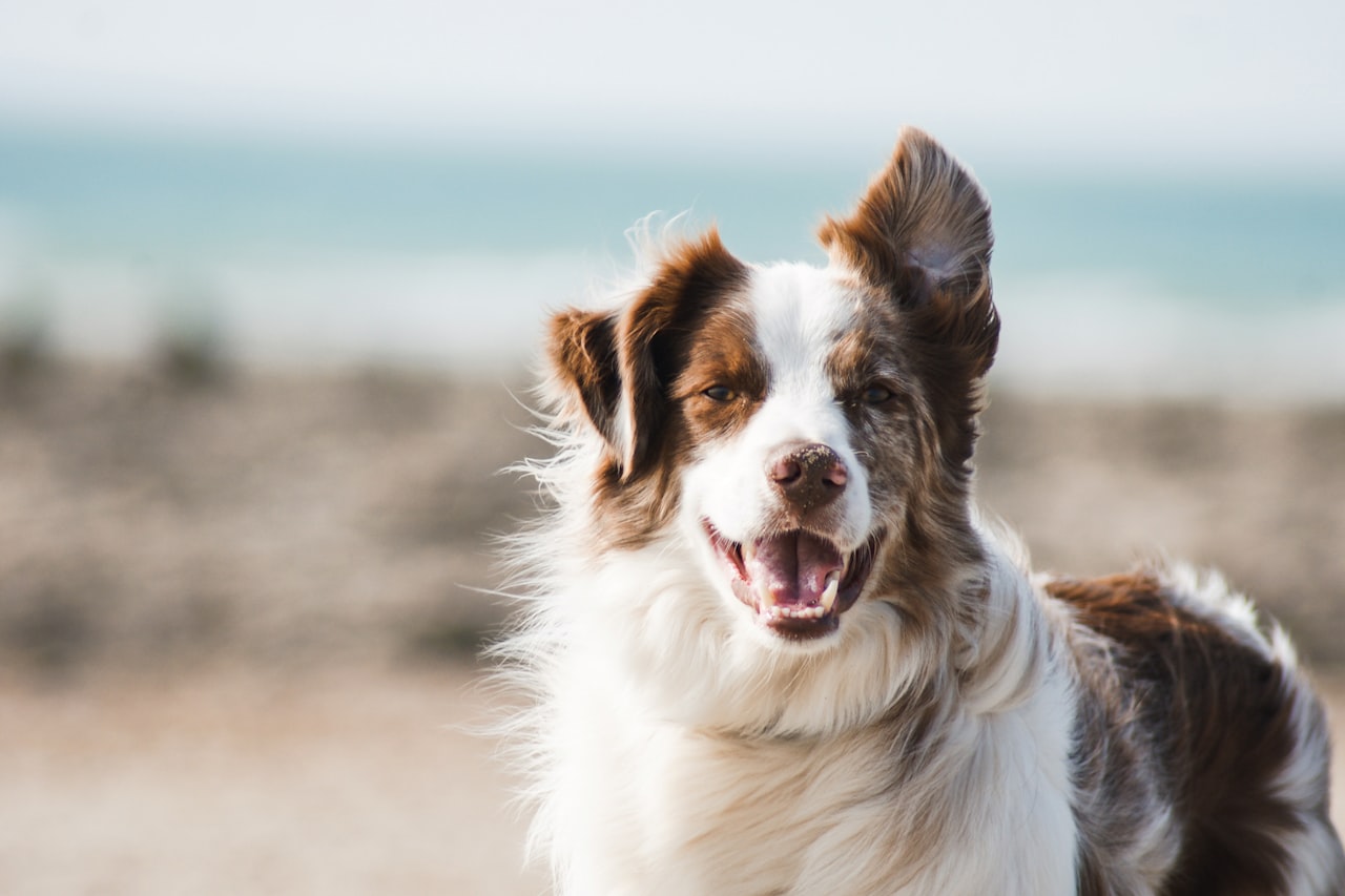 Flea & Tick Control service in Roswell, GA