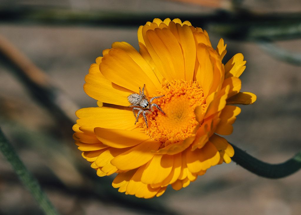 Spider Control service in Roswell, GA